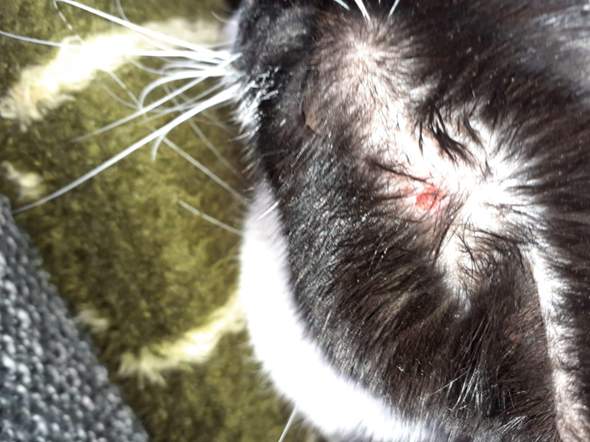was hat mein kater am kopf katze wunde