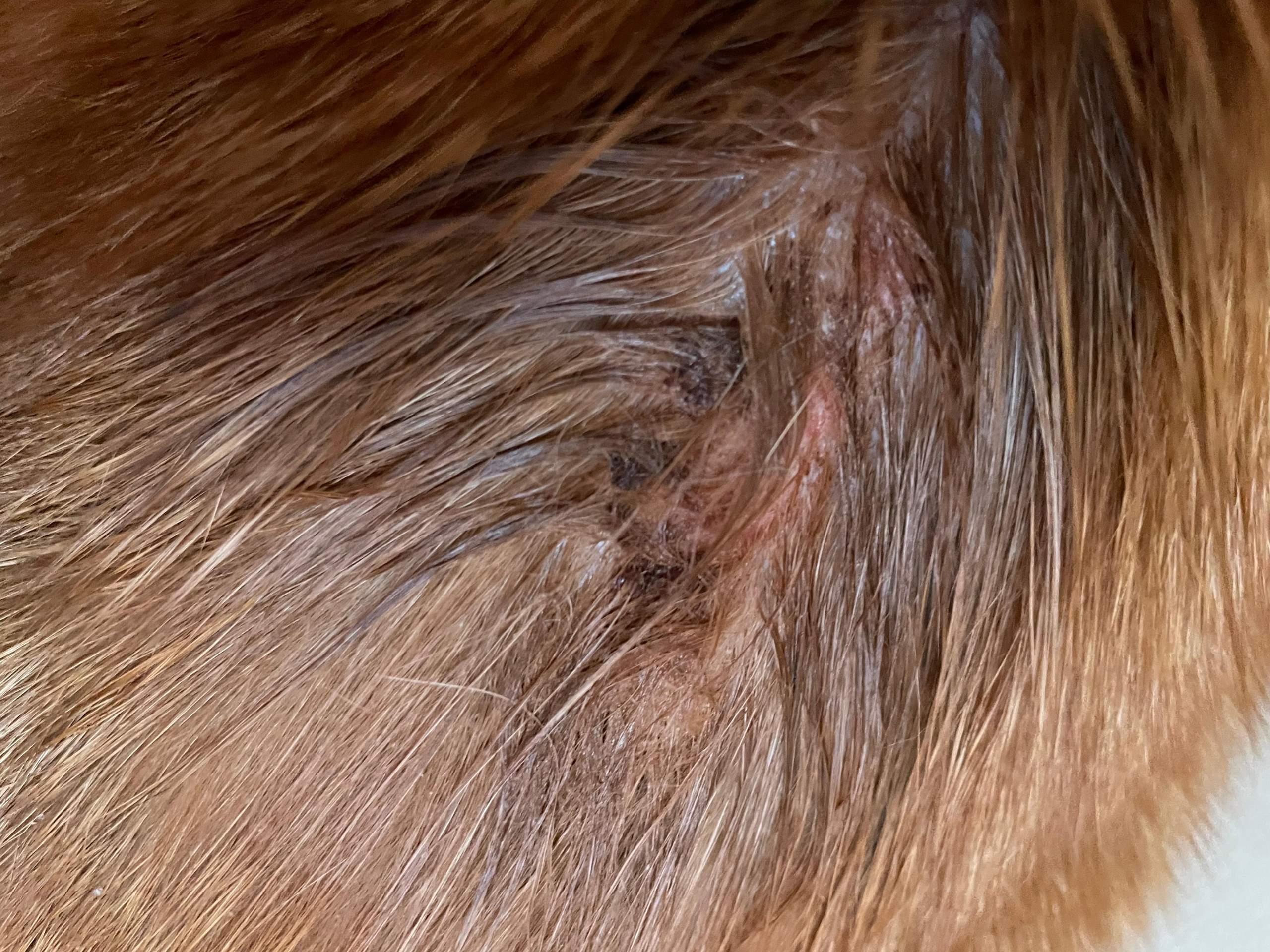 Was hat mein Kater am Rücken? (Katze, Wunde)