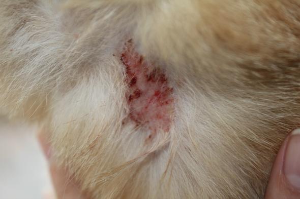 Was hat mein Kater bloß? �( Hat er Krebs? (siehe Fotos) (Tiere