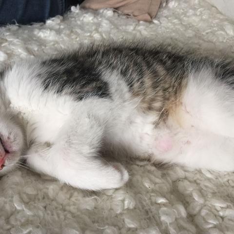 Was Hat Mein Kitty Fur Eine Beule Am Bauch Katze Kitten Was Hat Mein Kitty Fur Eine Beule Am Bauch Katze Kitten