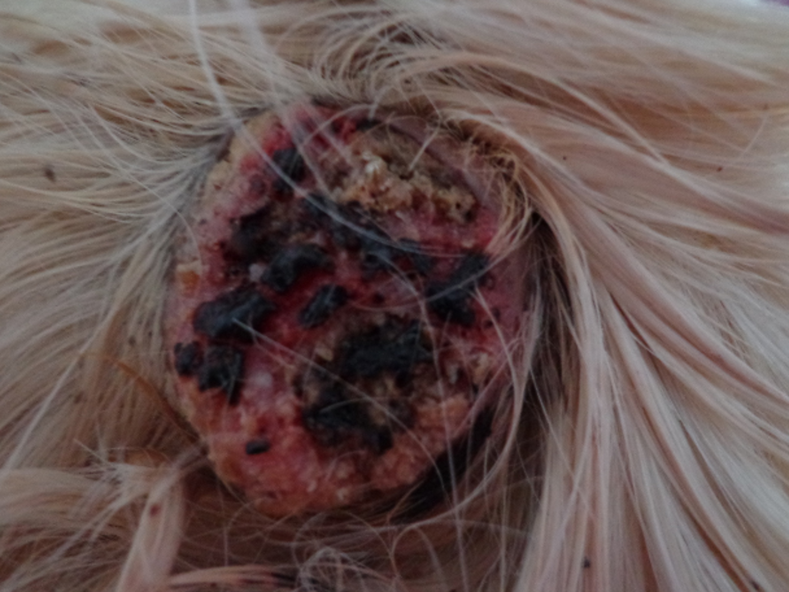 Auto kratzer entfernen..wie hoch sind kosten? (kfz, pkw, motorsport) Was hat mein Langhaarmeerschwein für eine Krankheit? (Haut