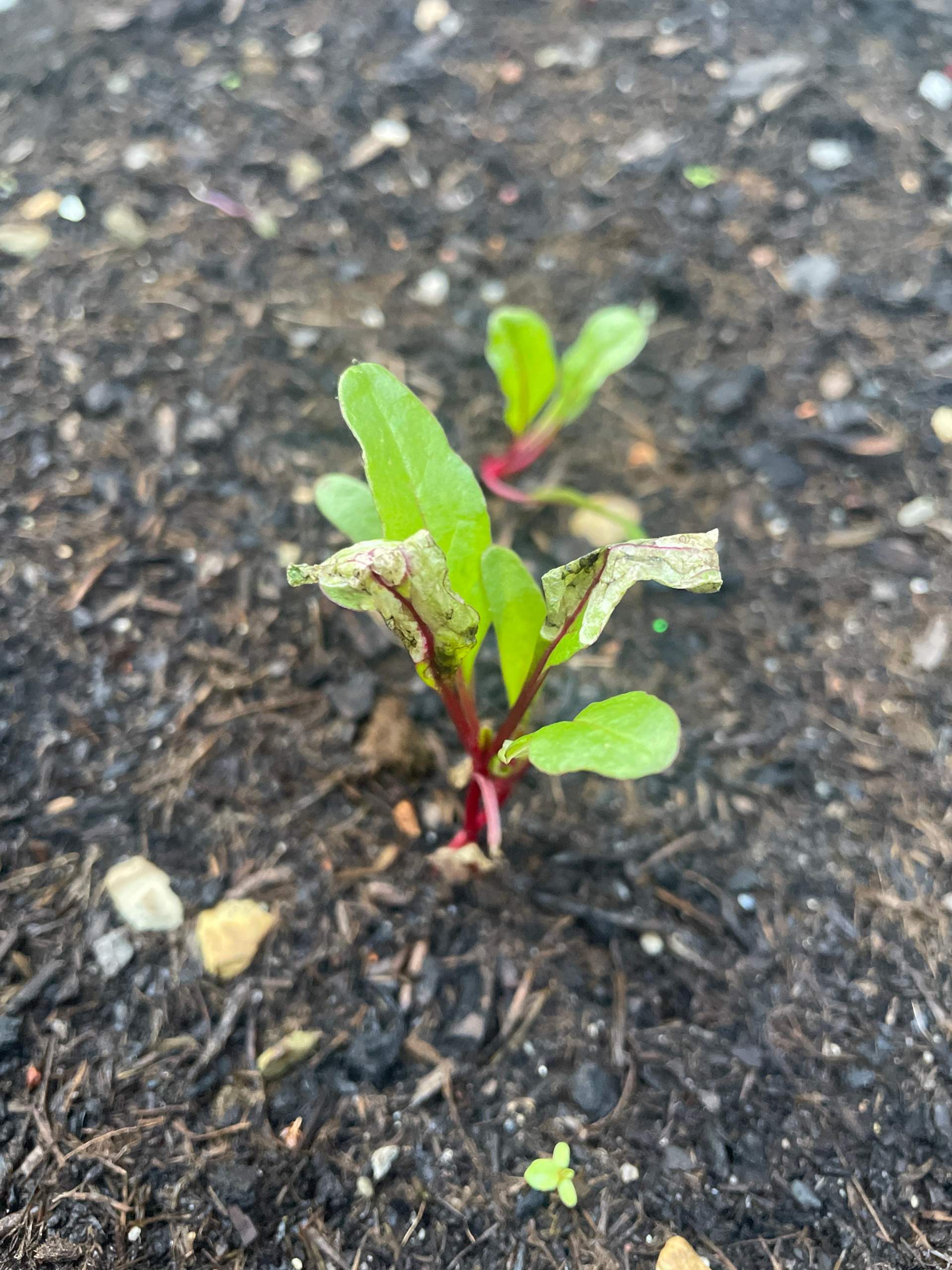Was hat mein Mangold? (Gemüse, Schädlinge, Blätter)