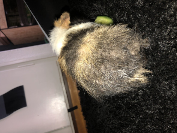 was hat mein meerschweinchen kahle