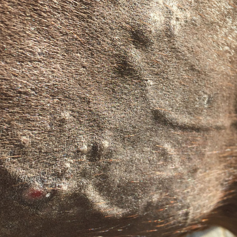 Bild 2 - (Tiere, Haut, Pferd)