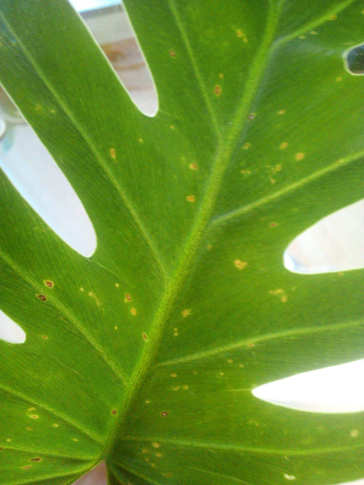 Was hat mein Philodendron xanadu? (Zimmerpflanzen)