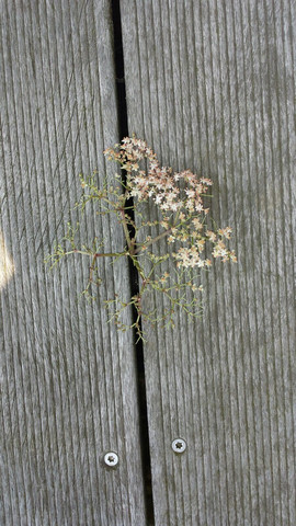Sambucus Nigra - krank? - (Garten, Holunder, Sambucus)