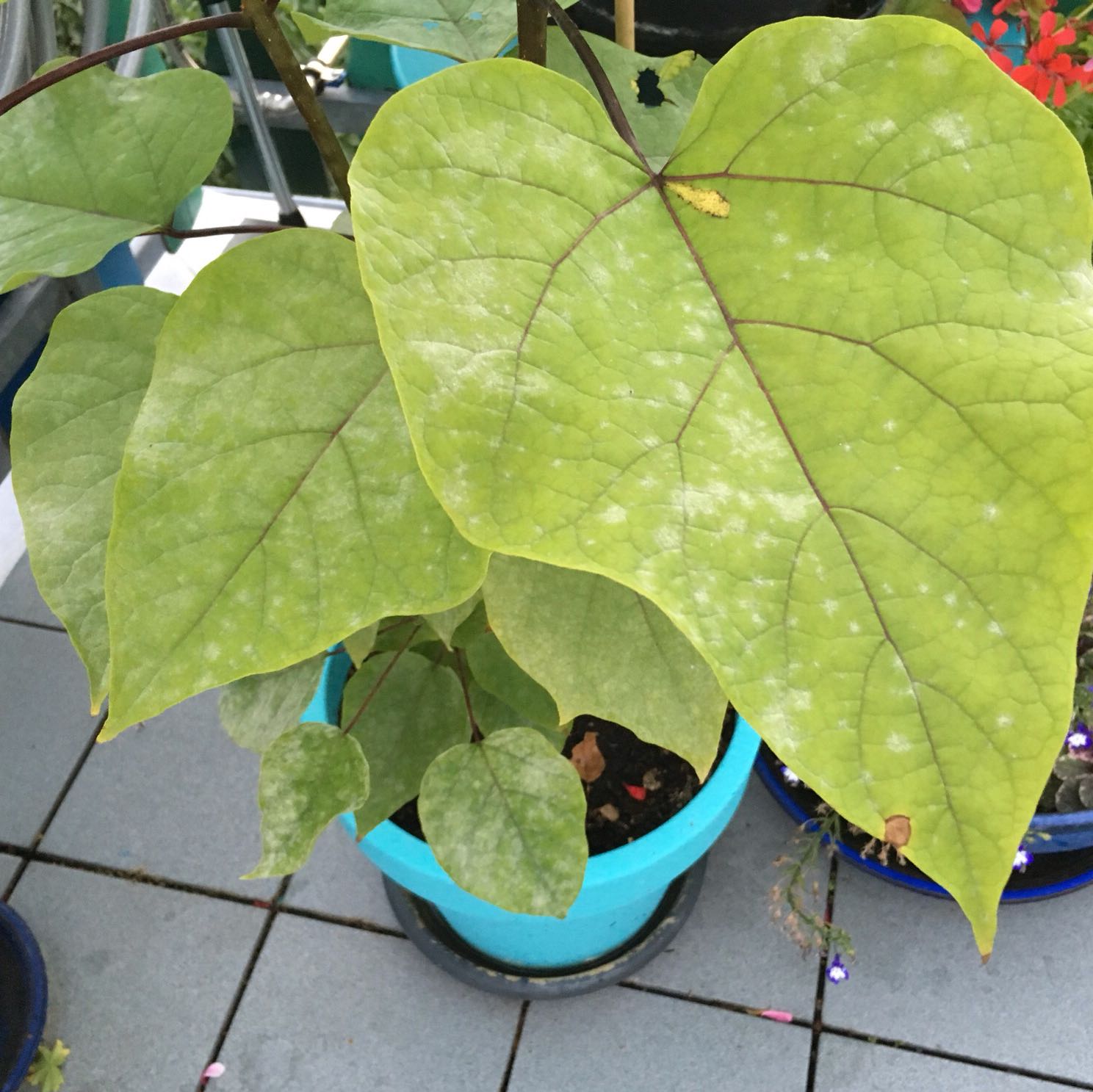 Was hat mein Trompetenbaum? (Pflanzen, Terrasse, Pflanzenkrankheit)