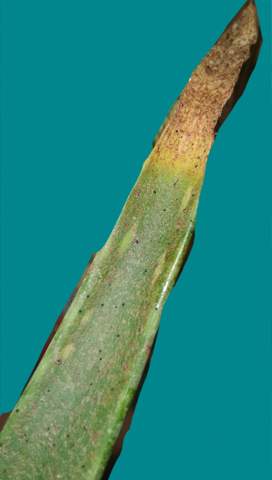 where can you buy aloe vera plant Aloe Vera Plant For Sale, Full Care Guide & Plant Insights Medium / Eco Pot / Chai