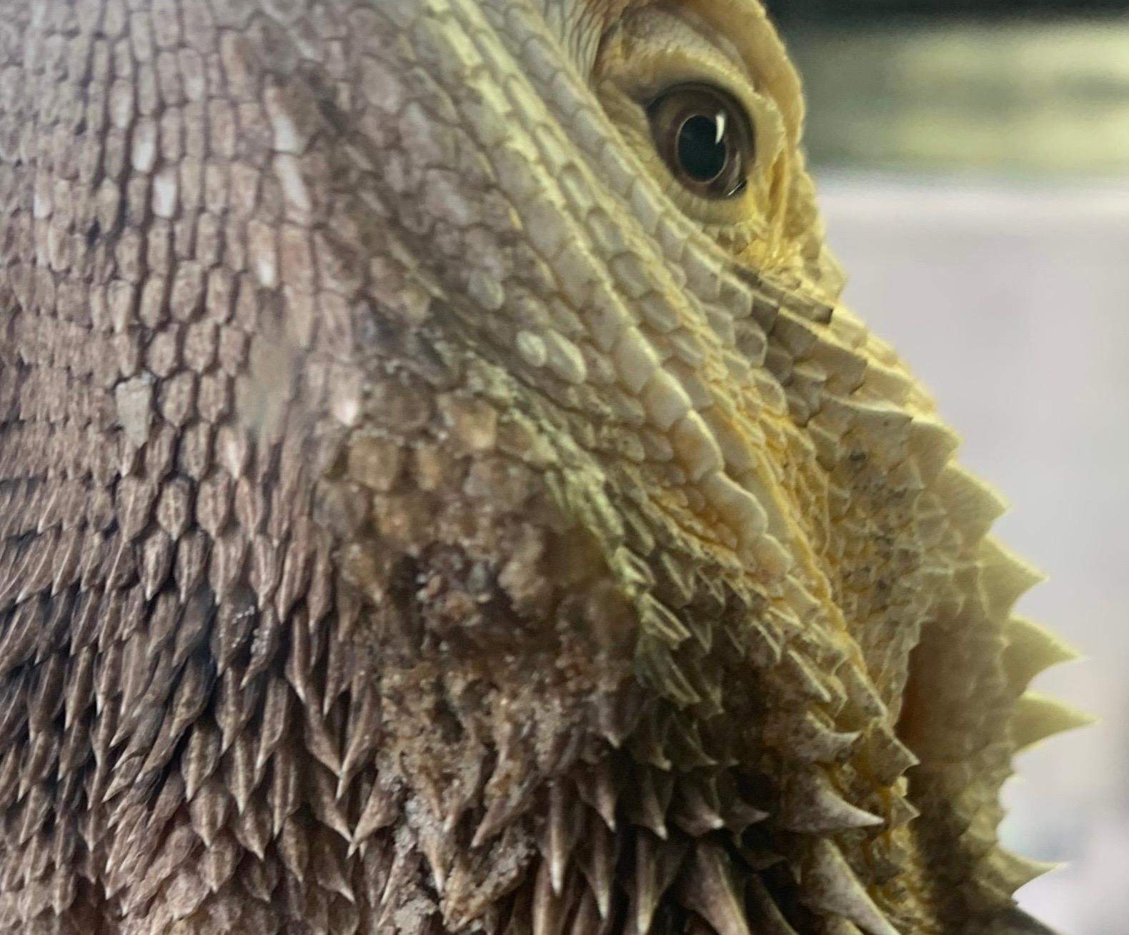 Was hat meine Bartagame am Maul? (Tiere, Wunde, Reptilien) - 0 Full Was hat meine Bartagame am Maul? (Tiere, Wunde, Reptilien) - 0 Full