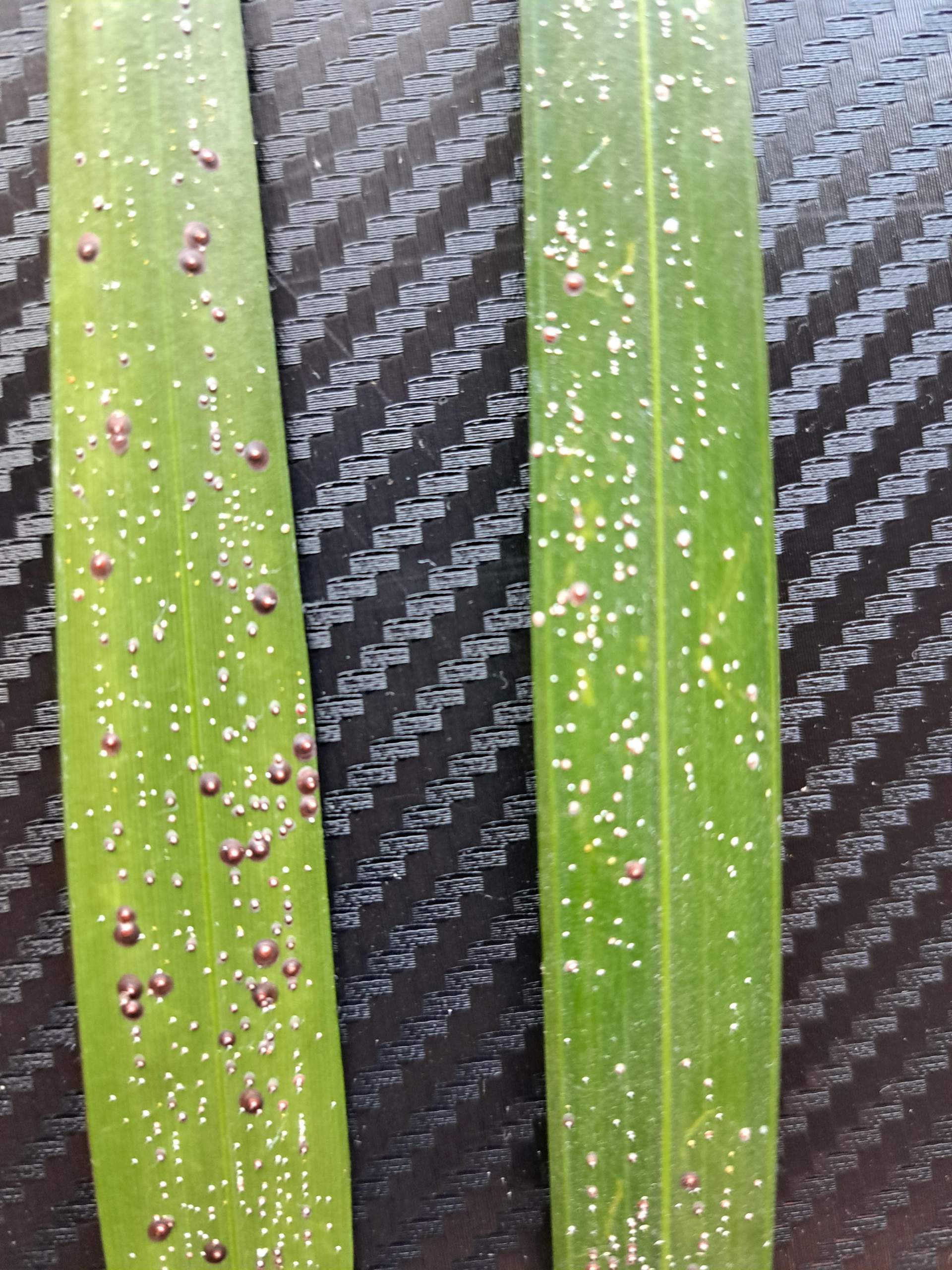 Was hat meine Goldfruchtpalme? (Schdlinge, Topfpflanzen, Pflanzenkrankheit)