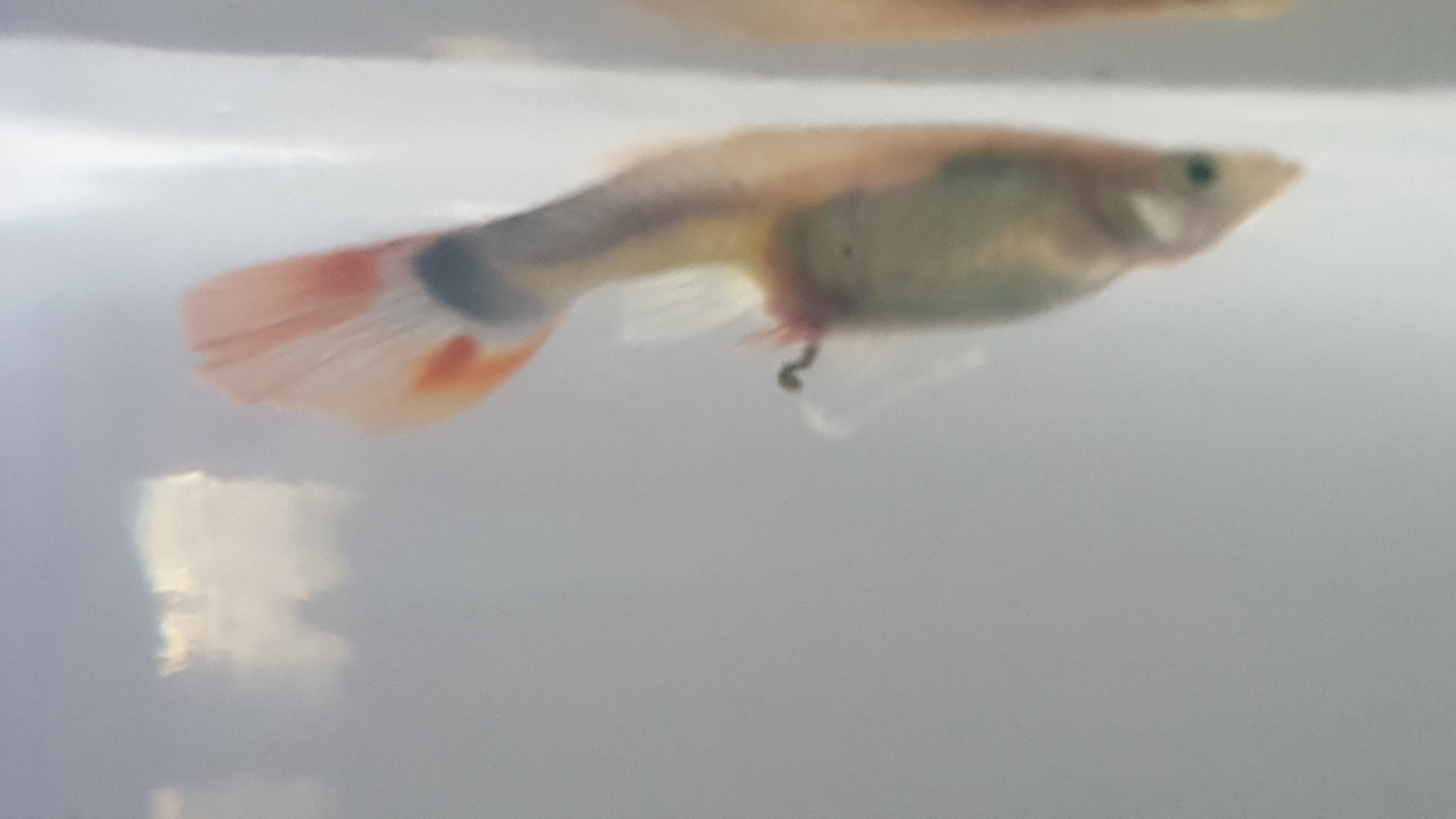 Guppy Fish with Disease