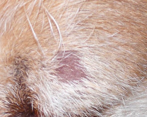Was hat meine Hündin da? (siehe Bild) (Gesundheit, Tiere, Hund)