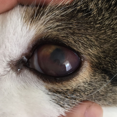 was hat meine katze am auge ist sie krank gesundheit und medizin gesundheit tiere