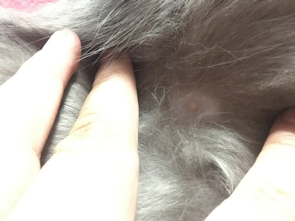 was hat meine katze am bauch zitzen