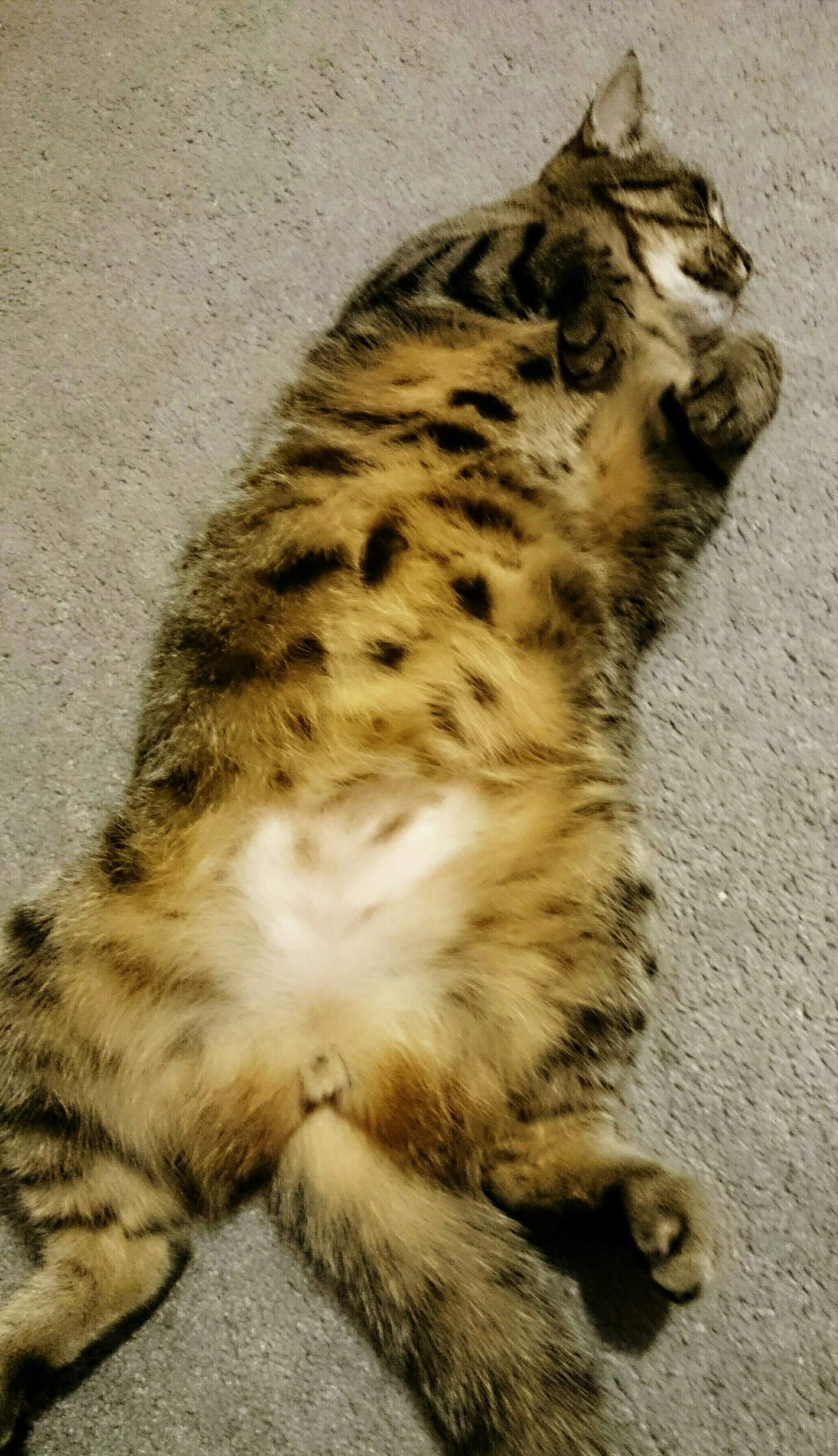 Katze Leckt Sich Das Fell Am Bauch Weg - information online