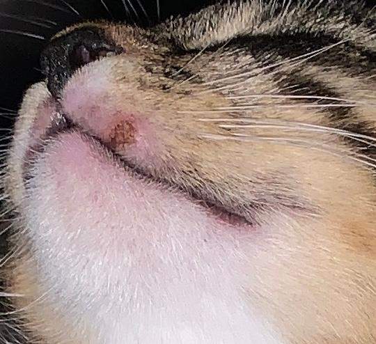 Was hat meine Katze am Mund? (Tiere, Tierarzt, Wunde)