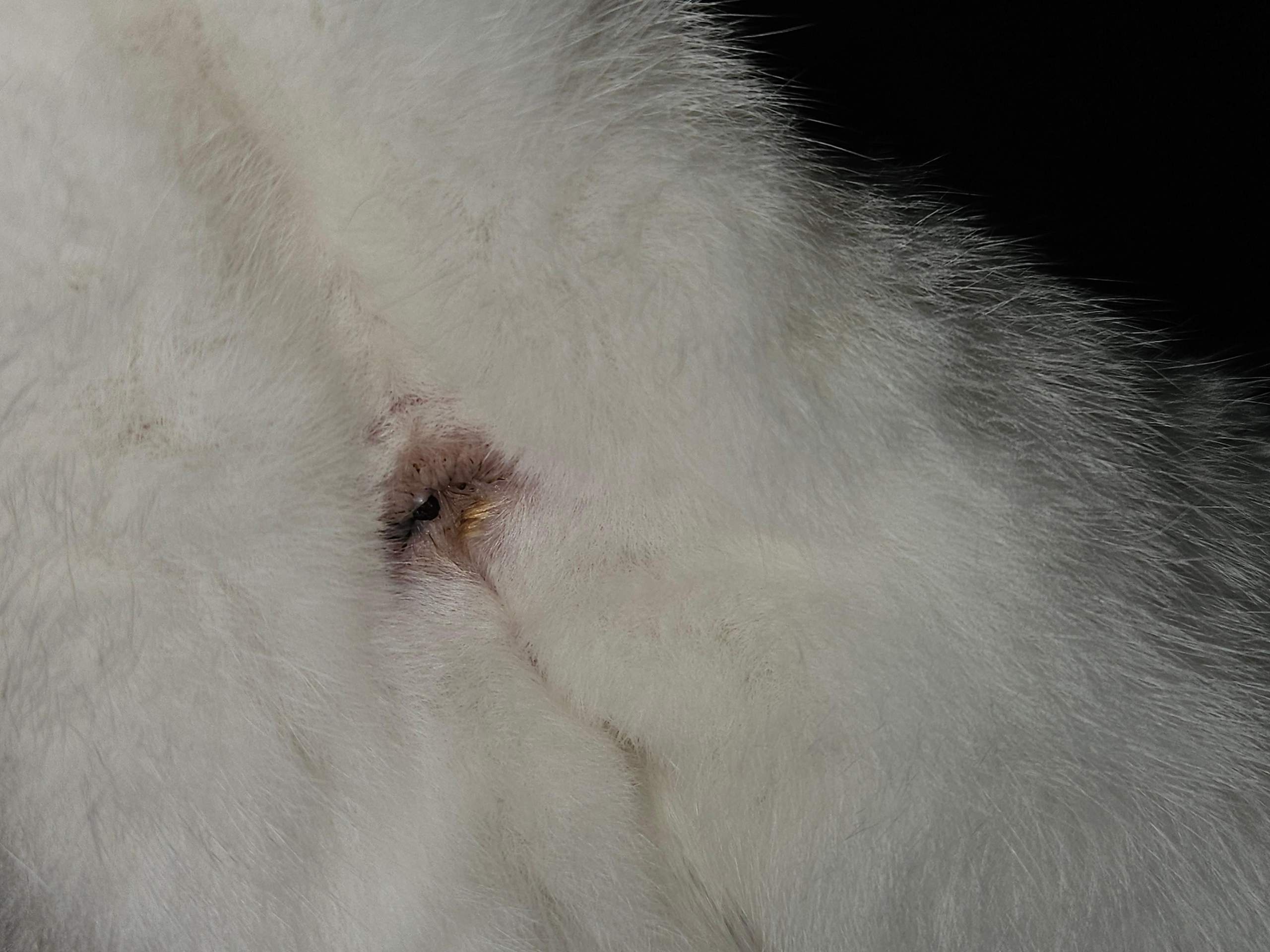 Was hat meine Katze am Po? (VORSICHT BILD)? (Hauskatze, Tiergesundheit, Würmer)