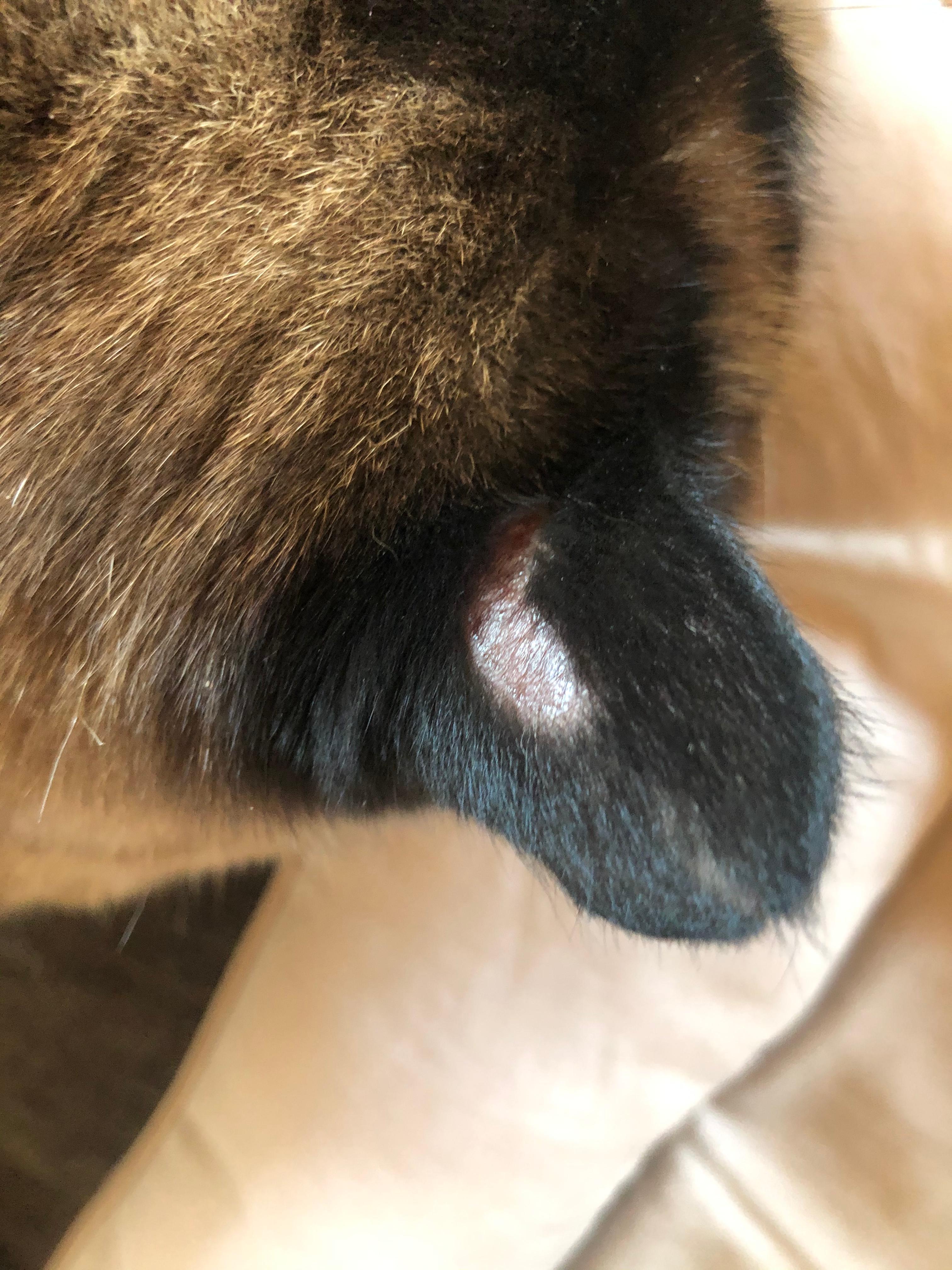 was hat meine katze an den ohren tiere ohr kater