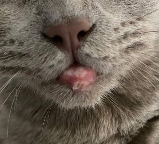 Was hat meine Katze an der Lippe?