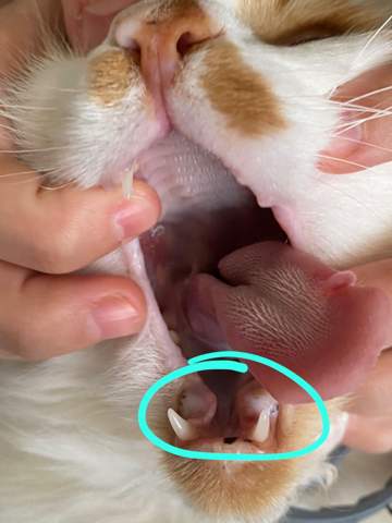Was hat meine Katze bei der Lippe/im Mund (Fotos)?