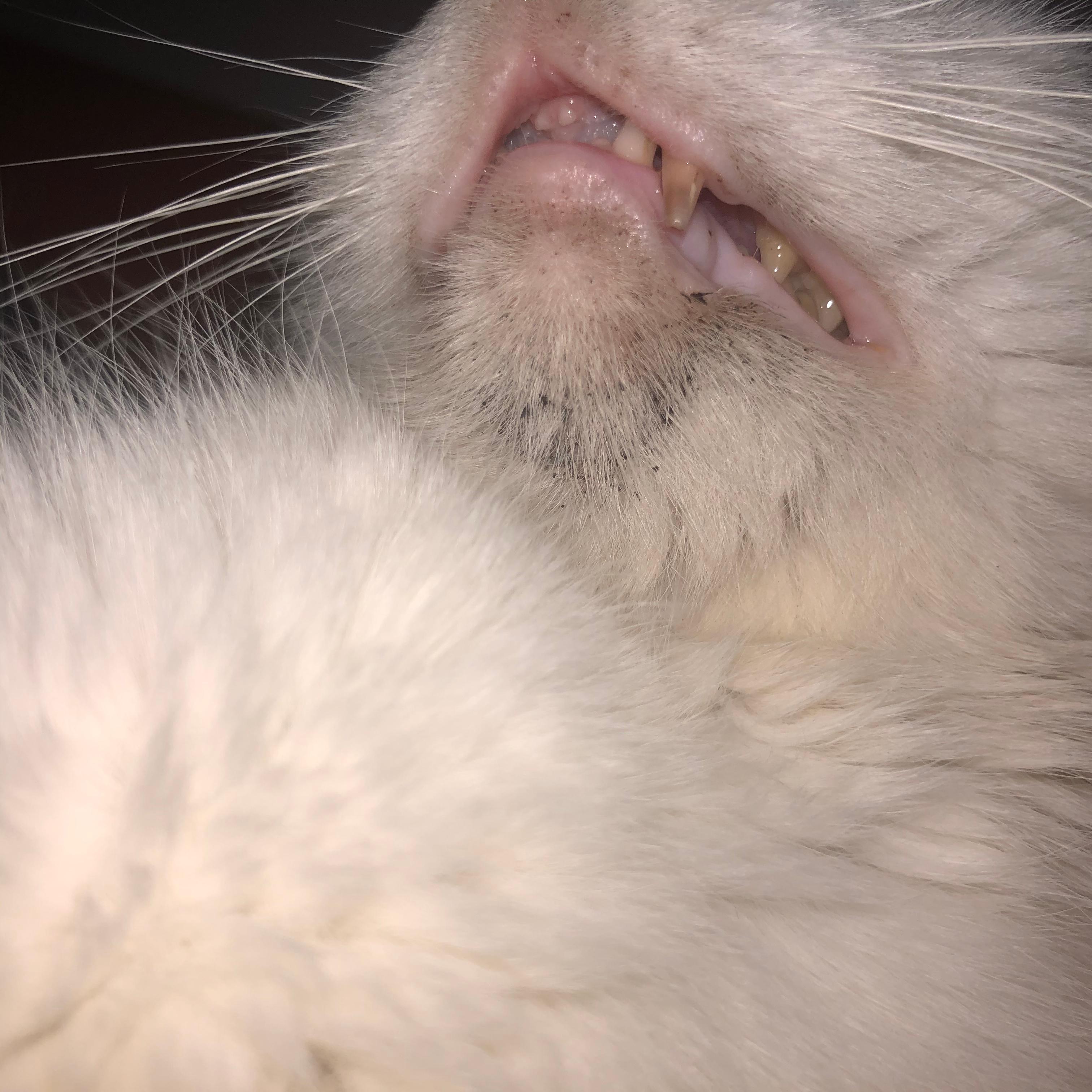 was hat meine katze da am kinn gesundheit und medizin tiere krankheit