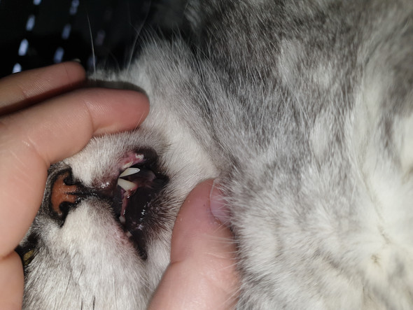 Was Hat Meine Katze Da Am Mund Was Hat Meine Katze Da Am Mund