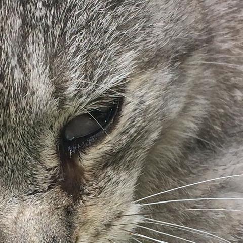 was hat meine katze da am oder im auge gesundheit tiere haustiere