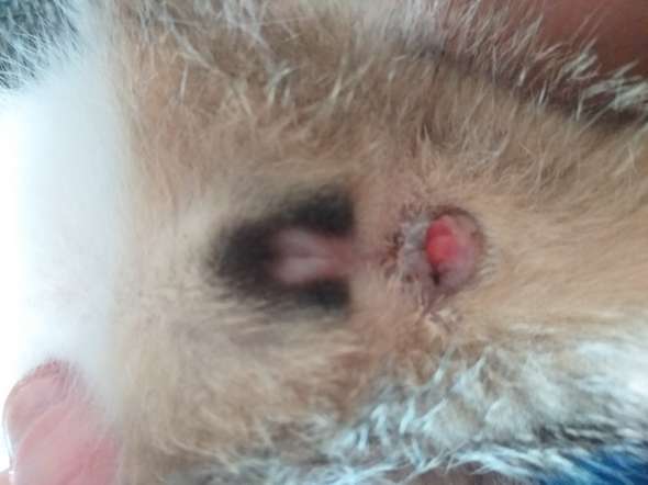 Was Hat Meine Katze Da Am Po