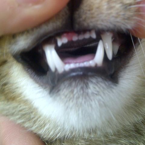 was hat meine katze da am zahn tiere