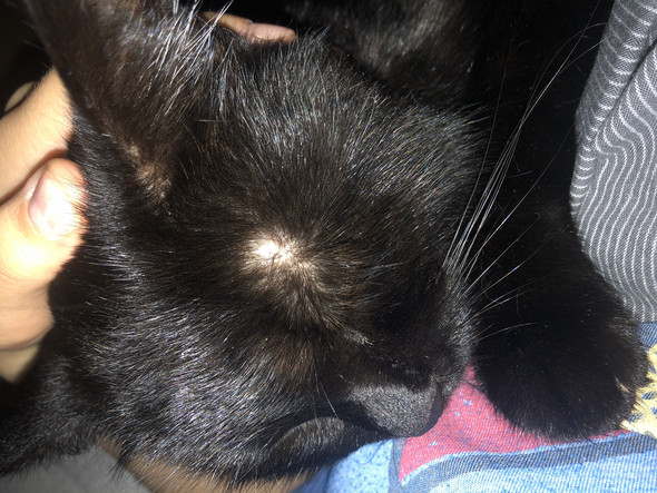 Was Hat Meine Katze Da Fur Eine Beule Wunde Was Hat Meine Katze Da Fur Eine Beule Wunde