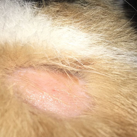 Was Hat Meine Katze Da Im Nacken Wunde Was Hat Meine Katze Da Im Nacken Wunde