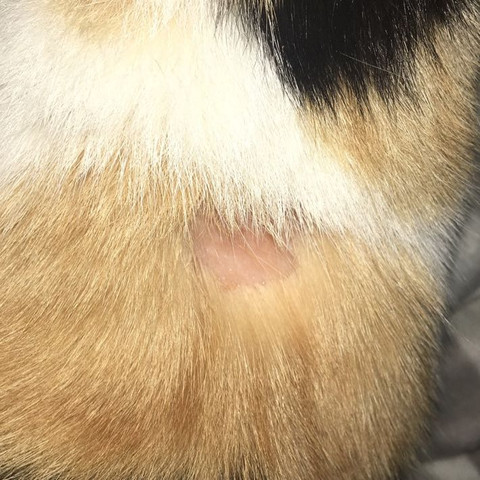 Was Hat Meine Katze Da Im Nacken Wunde Was Hat Meine Katze Da Im Nacken Wunde