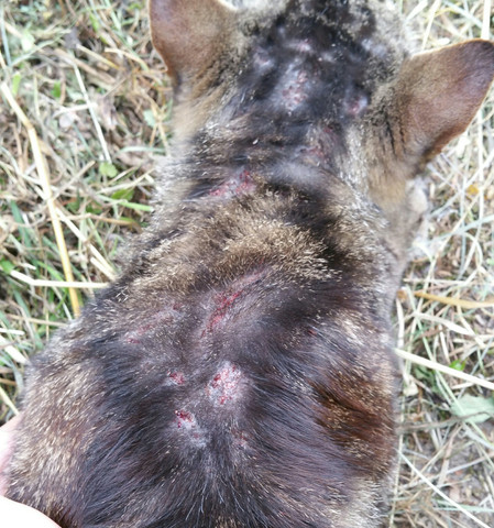 Was Hat Meine Katze Fur Wunde Stellen Allergie Flohe