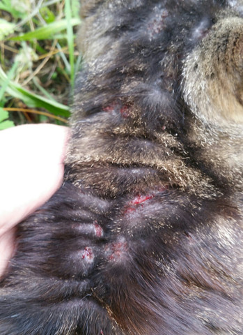 Was Hat Meine Katze Fur Wunde Stellen Allergie Flohe