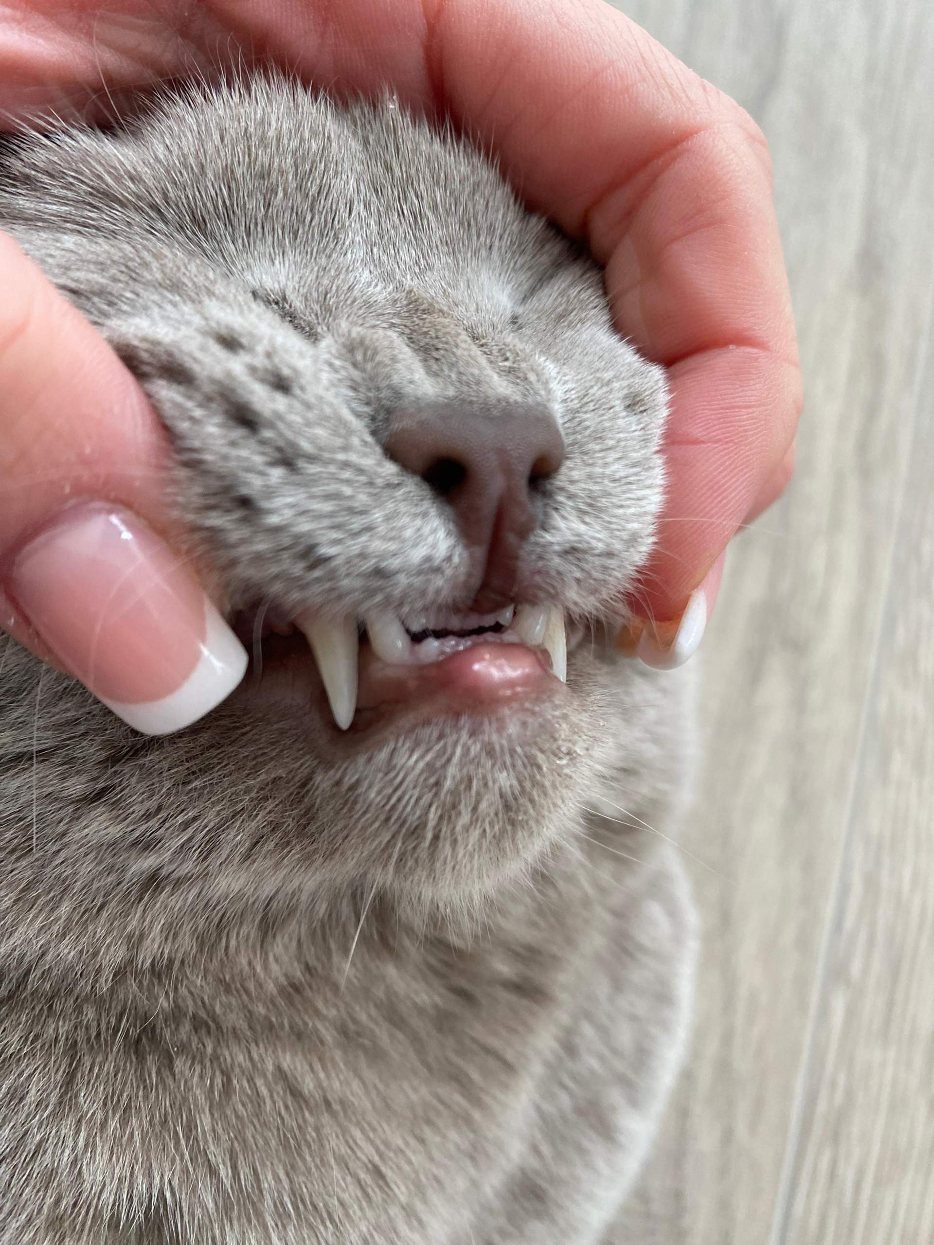 Was hat meine Katze/ Geschwollene Lippe? (Entzündung)