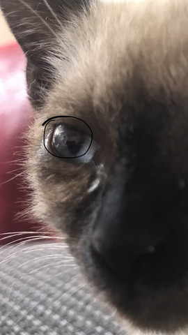 was hat meine katze im auge gesundheit und medizin tiere krankheit