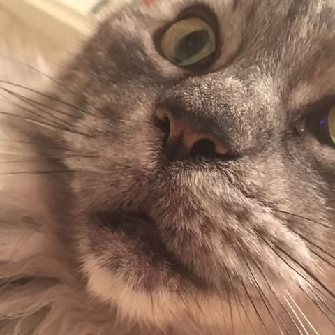 Was Hat Meine Katze Seit Heute Tiere Schwellung