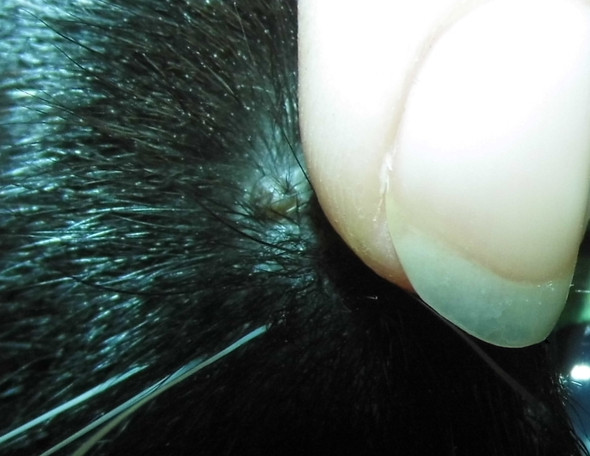 Was hat meine Katze über dem Auge? - (Tiere, Katze, Verletzung)