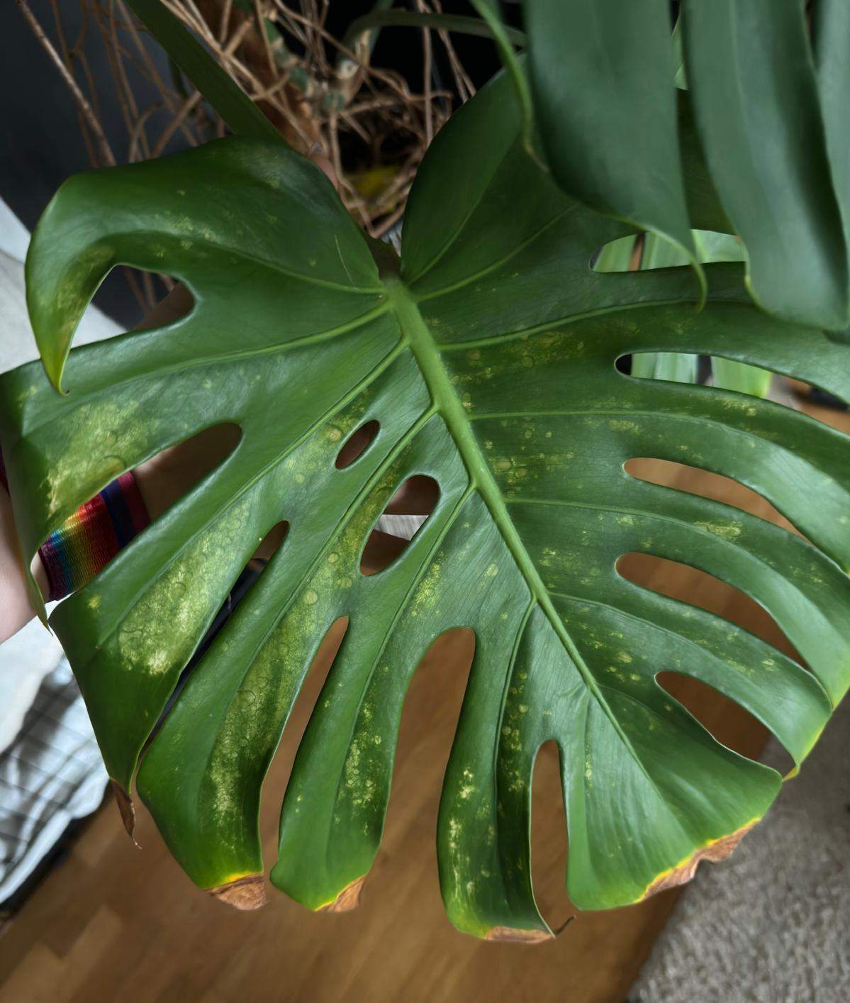 Was hat meine Monstera? (Flecken, Pflanzenpflege, Schdlinge)