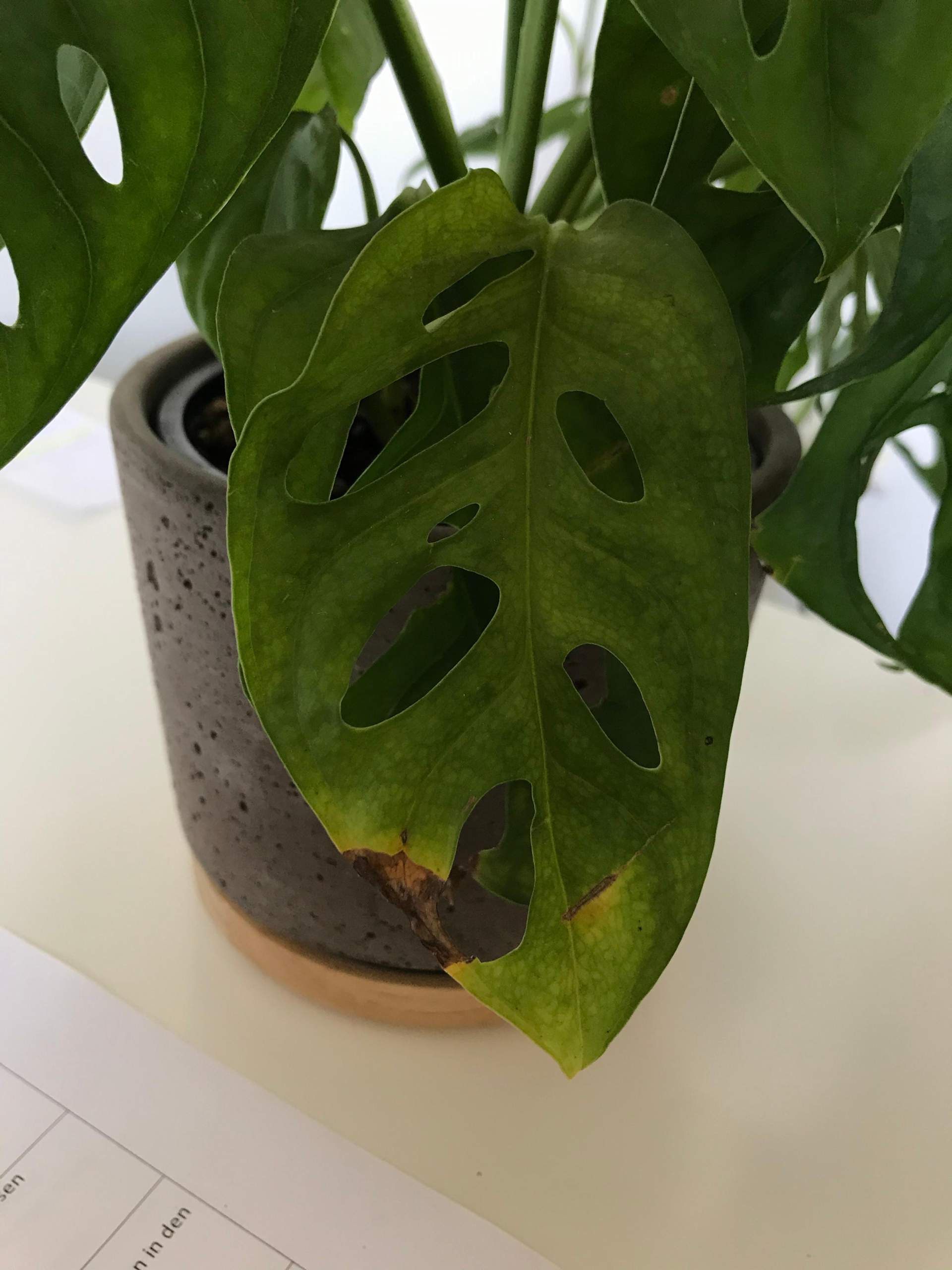 Was hat meine Monstera Monkey Plant? (Pflanzen, Pflanzenpflege, Botanik)