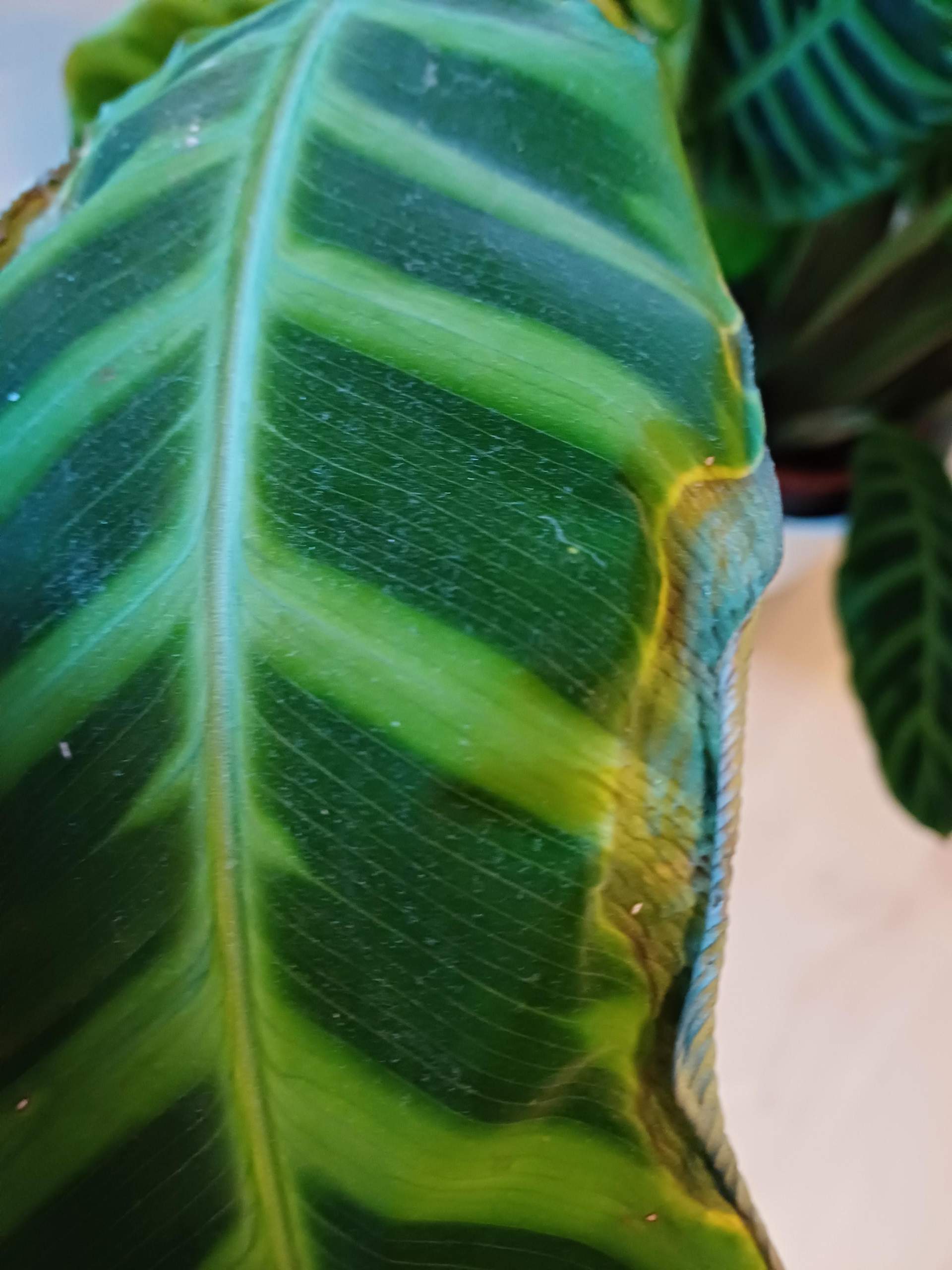 calathea wurzelknollen pflanzen Goeppertia Warszewiczii