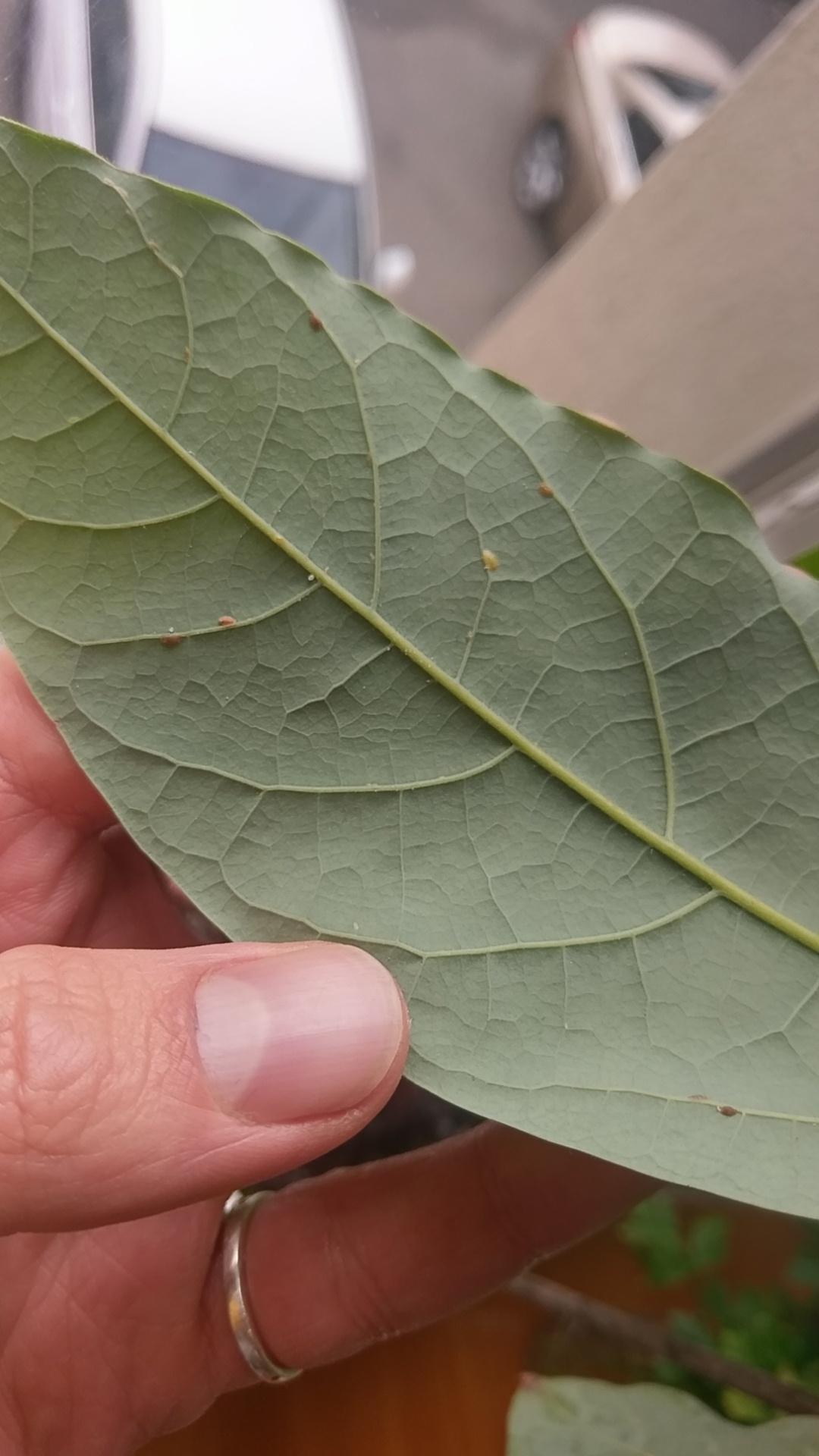 Was hat meinen Avocado Baum da befallen? (Schädlinge