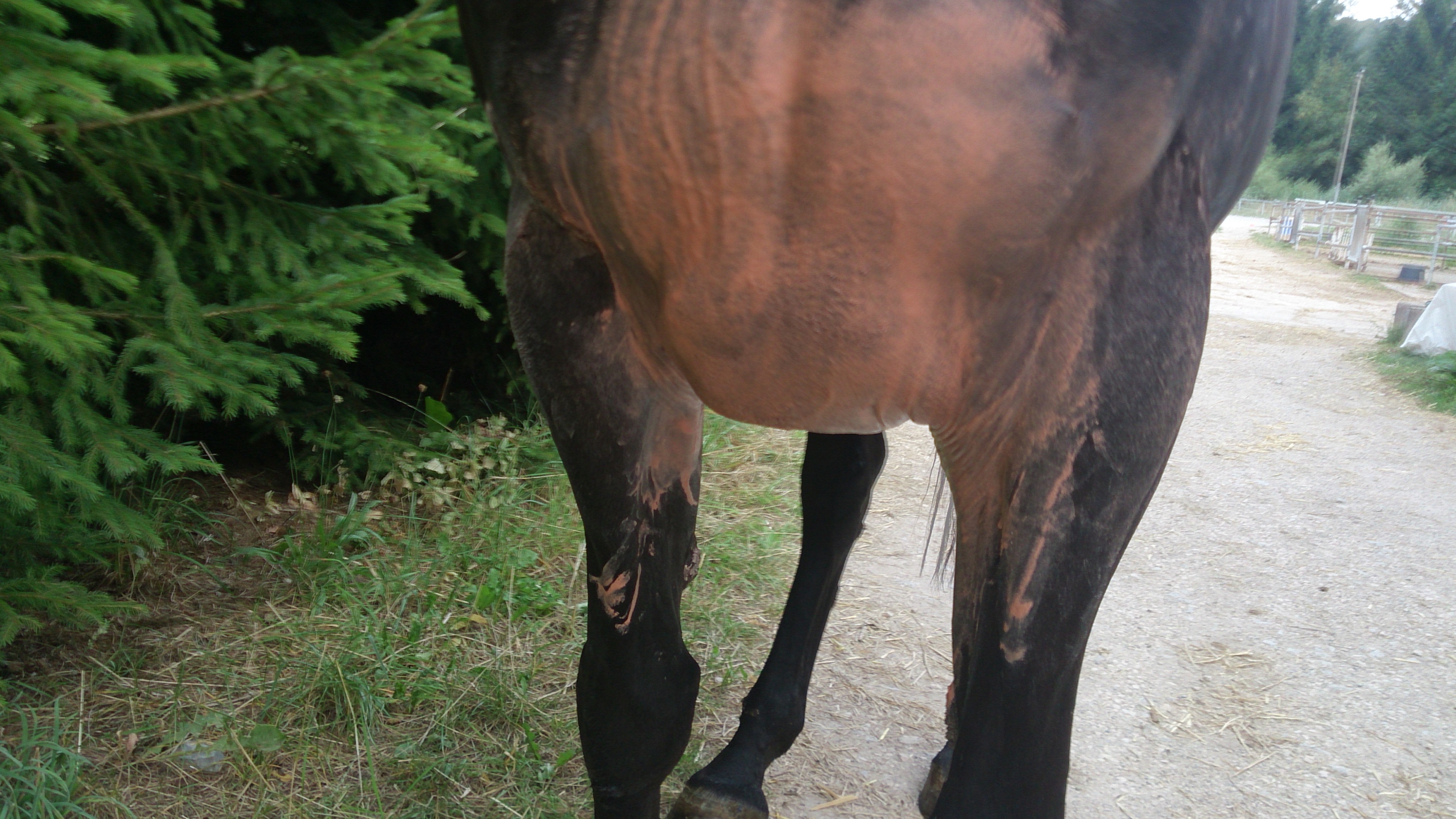 Was hat nur mein Pferd? Hilfe! (Krankheit, Pferde, Reiten)