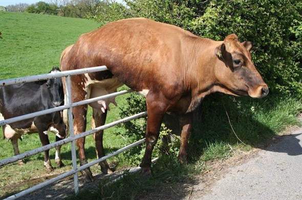 Was hat sich diese Kuh nur dabei gedacht?