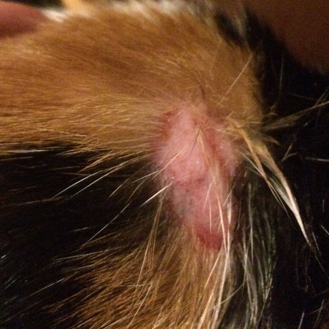 Das ist die unerklärliche Wunde 😕😕😕 - (Katze, Katzen, Verletzung)