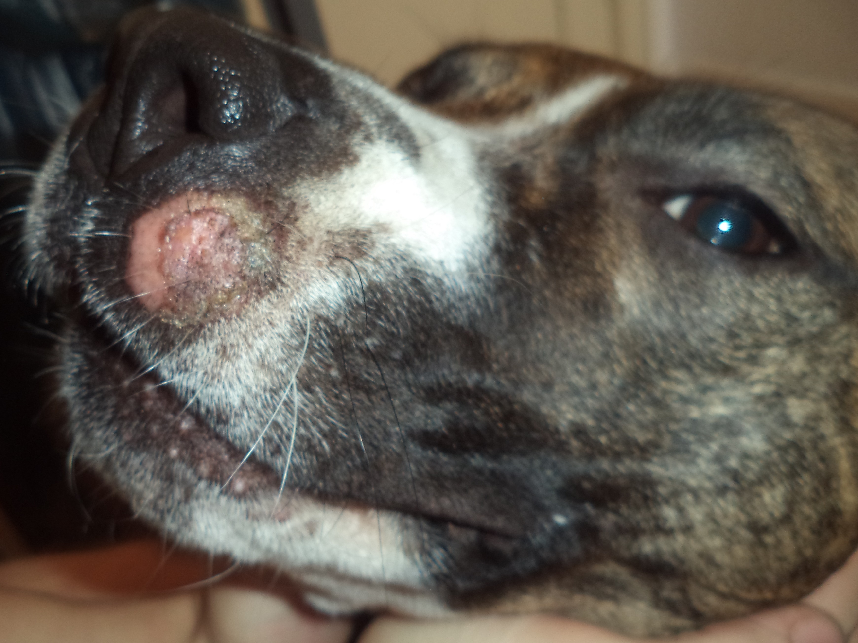 Was hat unsere Hündin? (Tiere, Hund, Herpes)