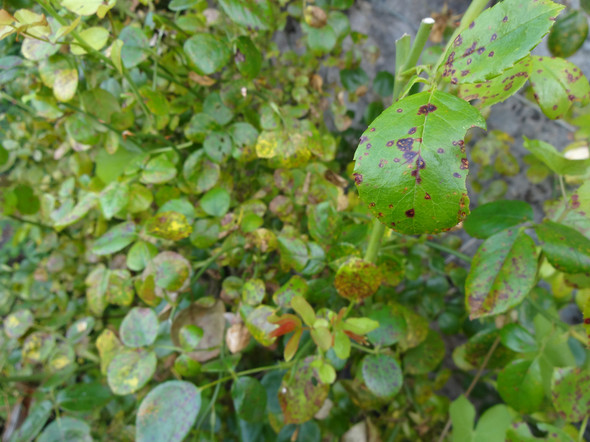 - (Garten, Kletterrose, Rosenkrankheit)