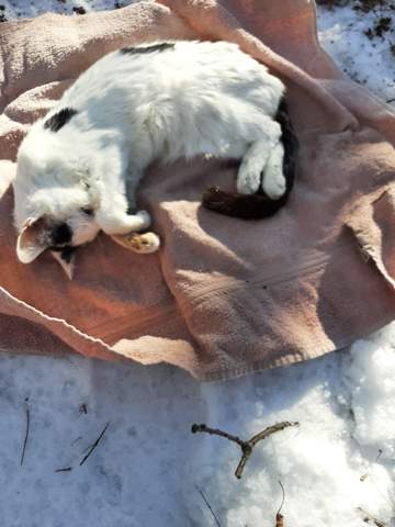 was hilft gegen trauer nach tod tiere katze