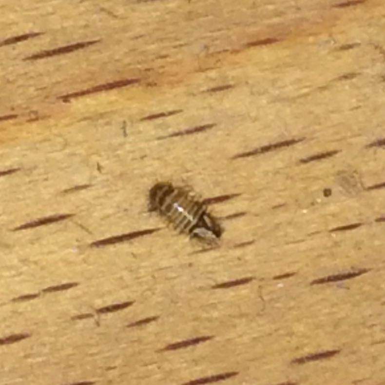 Was is das für ein kleiner gestreifter Käfer? (Insekten, im-haus)