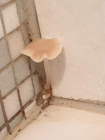 Was Is Das Fur Ein Pilz Pilze Botanik Bad